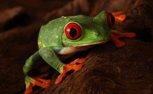 世界10大最致命生物，你認識嗎？