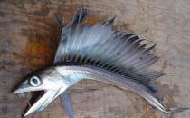 美國(guó)海灘驚現(xiàn)恐怖怪魚，滿嘴獠牙會(huì)吃人
