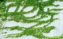 爬山虎怎么養？爬山虎對家居環境的作用