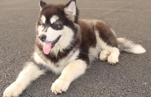 阿拉斯加雪橇犬怎么訓練？