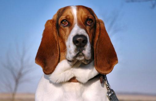 巴吉度犬如何喂養(yǎng)？巴吉度犬是什么？