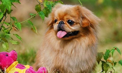 北京犬怎么喂養？京巴犬多少錢一只？