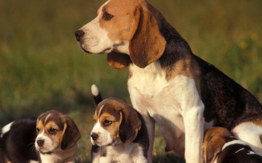 比格犬多少錢一只？比格犬如何喂養(yǎng)？