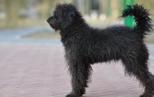 波利犬如何喂養(yǎng)？波利犬多少錢一只？
