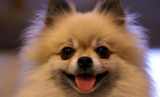 博美狗狗多少錢(qián)一條？博美犬怎么訓(xùn)練？