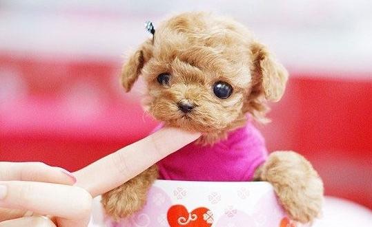 茶杯犬是什么？茶杯犬多少錢一條？