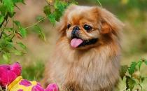 北京犬怎么喂養？京巴犬多少錢一只？