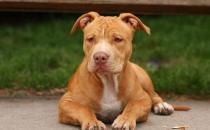 比特犬多少錢一只？比特犬是什么狗？