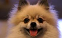 博美狗狗多少錢一條？博美犬怎么訓練？