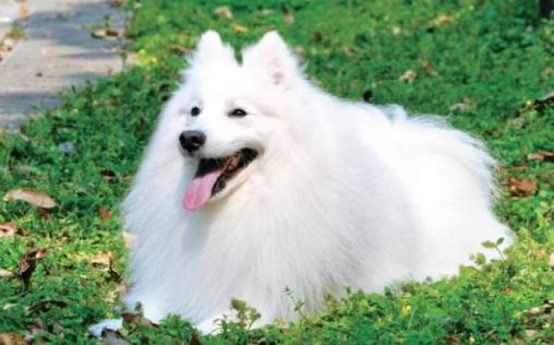 銀狐的特征-銀狐犬怎么喂養？