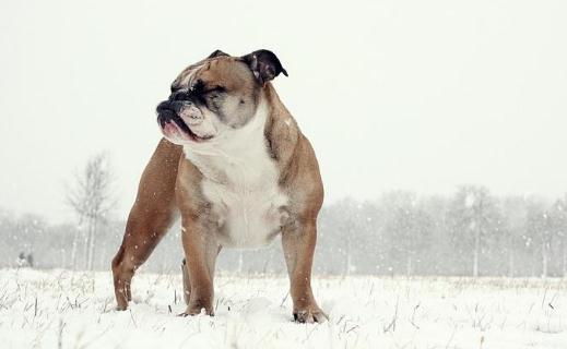 英國斗牛犬怎么訓(xùn)練？英國斗牛犬怎么養(yǎng)？