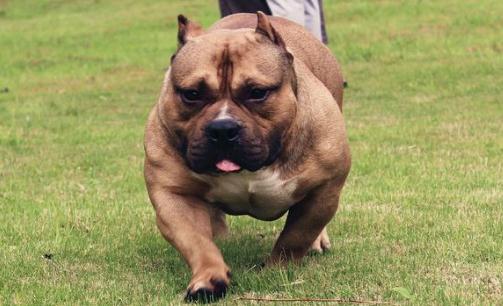 惡霸犬是怎樣的？惡霸犬怎樣喂養？