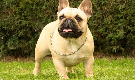 法國斗牛犬怎么養？法國斗牛犬怎么訓練？