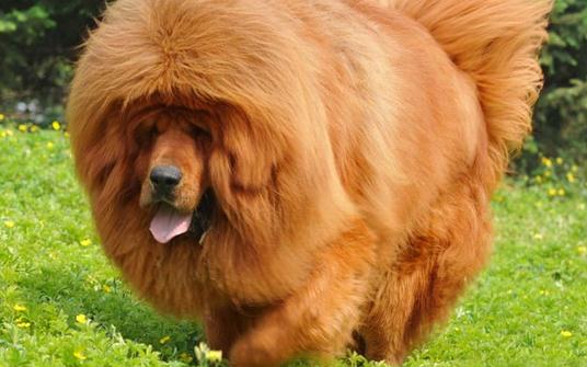 高加索犬是什么品種？高加索犬怎么養(yǎng)？