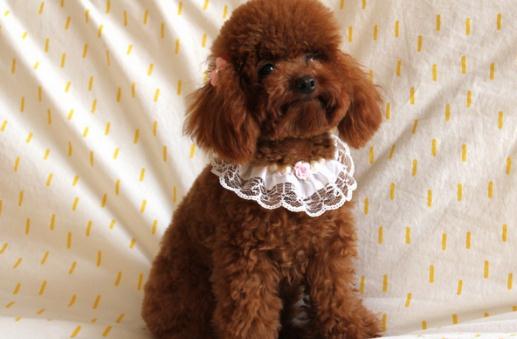 貴賓犬性格溫和嗎？貴賓犬怎么養？