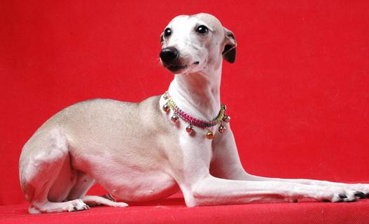 惠比特犬是什么？惠比特犬怎么養？
