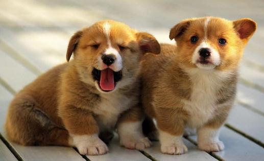 柯基犬如何喂養？柯基犬怎樣訓練？
