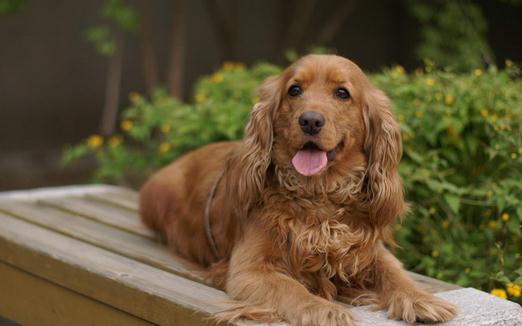 可卡犬多少錢一條？可卡犬怎么訓練？