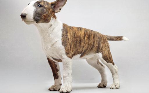 牛頭梗犬是怎樣的？牛頭梗犬怎么訓(xùn)練？