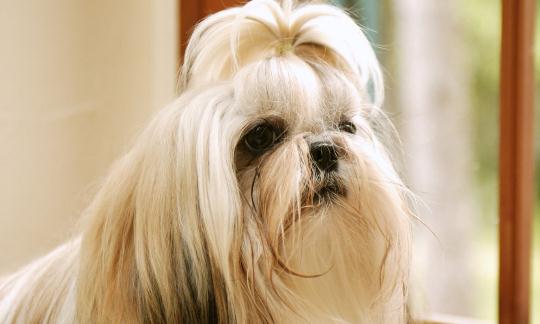 西施犬如何喂養(yǎng)？西施犬多少錢？