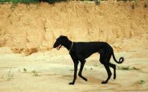 細犬如何喂養？細犬是什么狗？