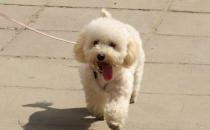 貴婦犬怎么養(yǎng)？貴婦犬好訓練嗎？
