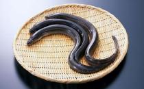 鰻魚的營養(yǎng)價(jià)值功效 如何健康食用鰻魚？