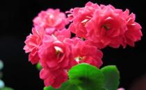 長(zhǎng)壽花是什么？長(zhǎng)壽花對(duì)家居環(huán)境的影響