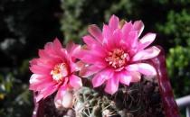 緋花玉怎么養殖？緋花玉的簡介