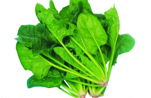 女性貧血吃什么 補血食療方推薦