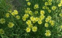 ?室內養花的學問：植物清新你的家
