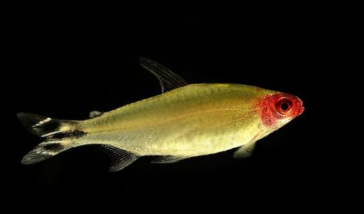 紅鼻剪刀怎么樣？紅鼻剪刀是什么魚？