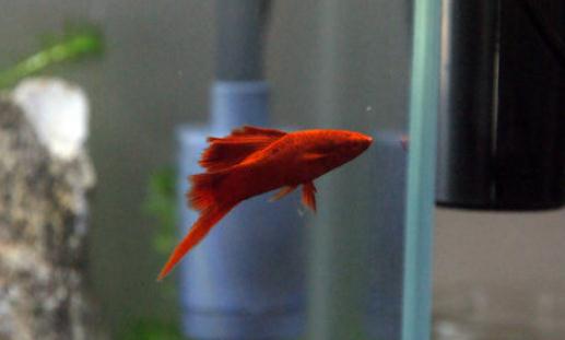 紅箭魚的品種介紹-紅箭魚怎么樣？