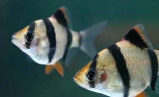 虎皮魚(yú)的魚(yú)缸怎么擺放？虎皮魚(yú)的風(fēng)水學(xué)應(yīng)用