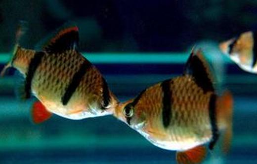 虎皮魚的品種介紹-養(yǎng)虎皮魚好嗎？