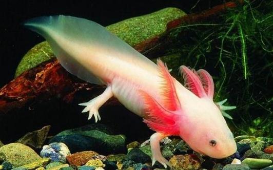 恐龍魚(yú)的簡(jiǎn)介-恐龍魚(yú)怎么樣？