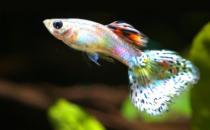 鳳尾魚的簡介-鳳尾魚的品種有哪些？