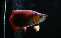 紅龍魚的如何養(yǎng)護(hù)？養(yǎng)紅龍魚好嗎？