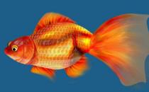 金魚的種類-金魚的養護技巧