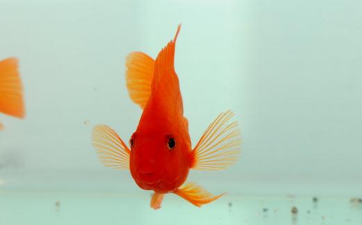 血鸚鵡的風水學應用有哪些？