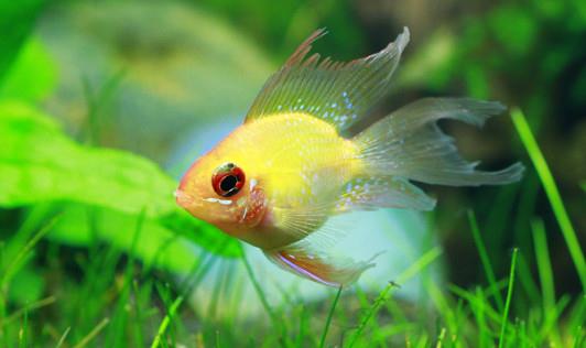 寶蓮燈魚是怎樣的？寶蓮燈魚怎么養？