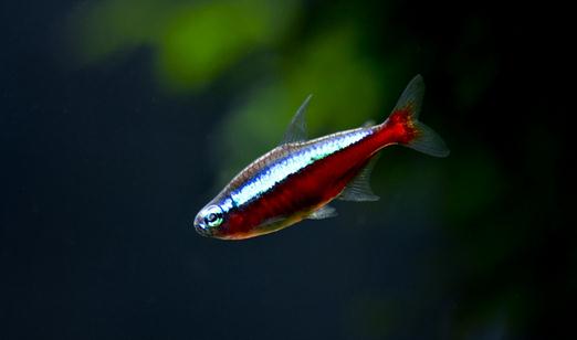 寶蓮燈魚(yú)的飼養(yǎng)環(huán)境-寶蓮燈魚(yú)如何繁殖？