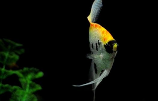 玻璃神仙魚怎么養(yǎng)？玻璃神仙魚的飼養(yǎng)環(huán)境