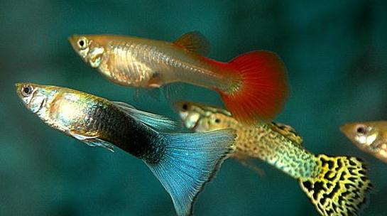 孔雀魚是什么？孔雀魚怎么養？