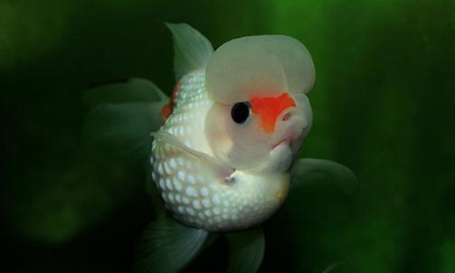 彩色球形珍珠金魚如何進行性別區分？