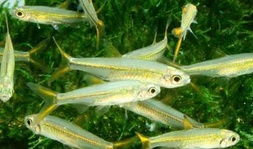 二線藍(lán)眼燈魚(yú)是什么？二線藍(lán)眼燈魚(yú)怎么養(yǎng)？