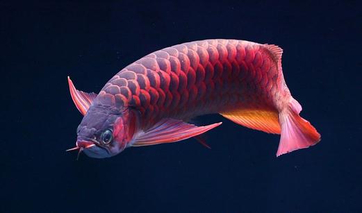 非洲龍魚的簡介-非洲龍魚的品相標(biāo)準(zhǔn)