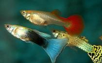 孔雀魚(yú)是什么？孔雀魚(yú)怎么養(yǎng)？