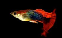 孔雀魚是如何繁殖的？