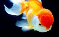 彩色球形珍珠金魚怎么養？彩色球形珍珠金魚換水